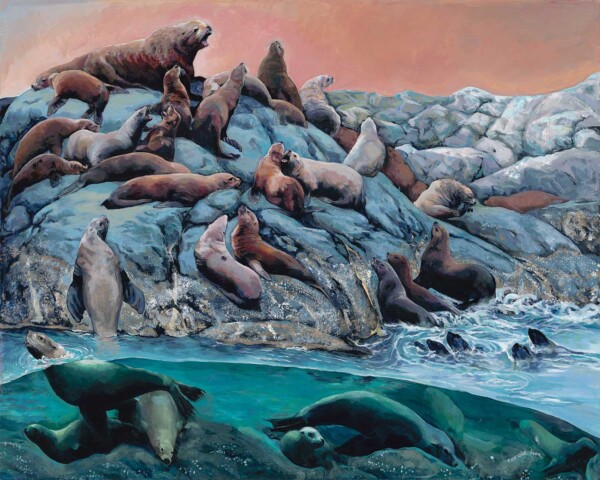 Stellar Sea Lions A Vanishing Species Great Bear Rainforest : Original